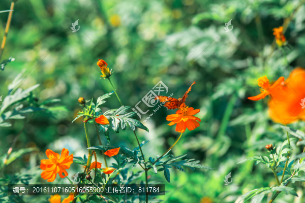 蝴蝶與花