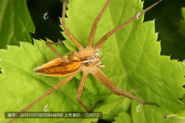網(wǎng)絡(luò)蜘蛛（Pisaura,mirabilis）幼兒園