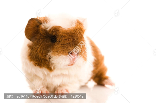 寶貝豬豬