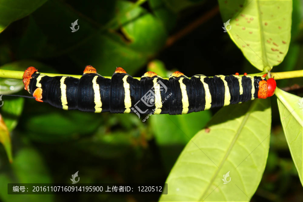 tetrio獅身人面像（Pseudosphinx,tetrio）