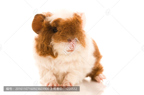 寶貝豬豬
