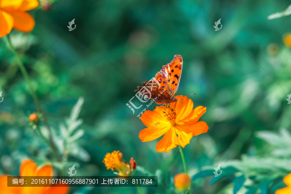 蝴蝶與花