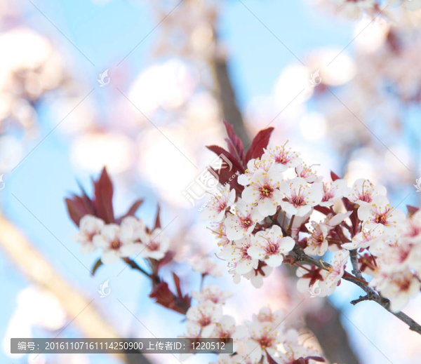 朵朵梅花樹