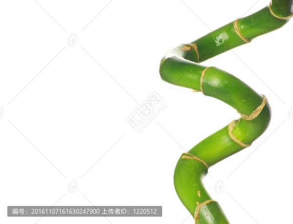綠色的竹子