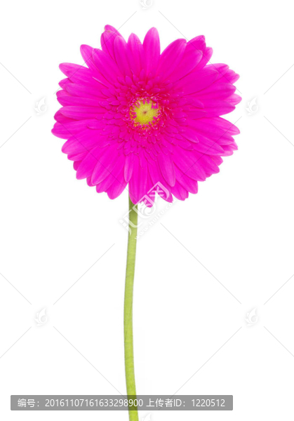 非洲菊