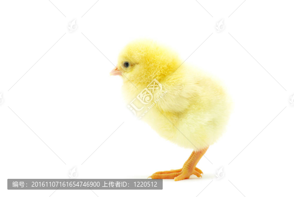 雞