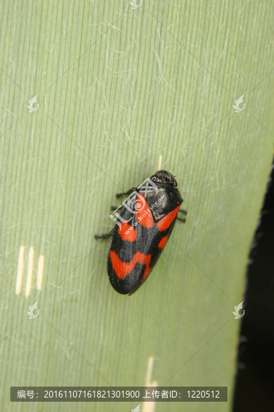 Froghopper（Cercopis,vulnerata）