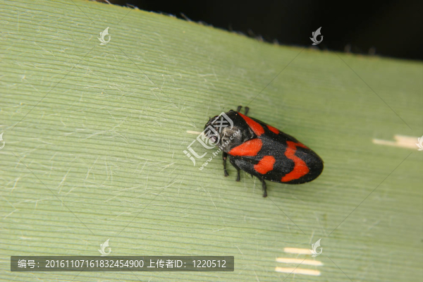Froghopper（Cercopis,vulnerata）
