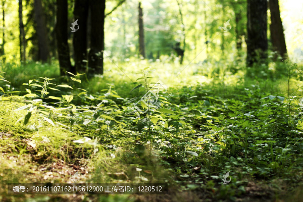 蕨類植物