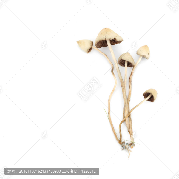 裸蓋菇semilanceata