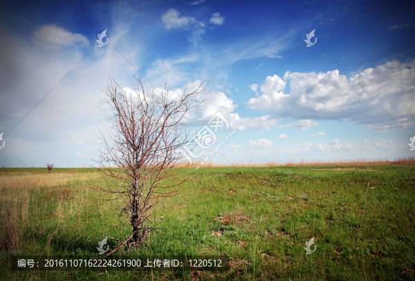 死樹