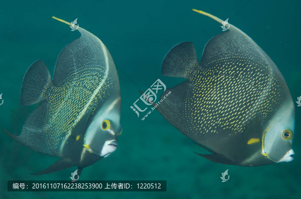 法國神仙魚；在佛羅里達州東南部采取圖片。