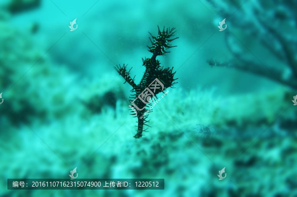 丑角海龍
