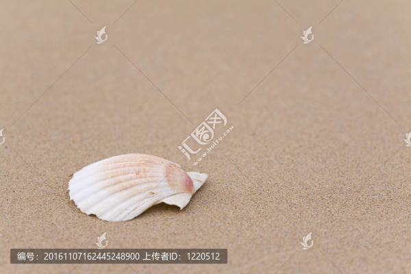 沙灘上的貝殼