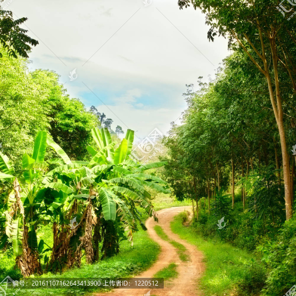 在Jungle的路上