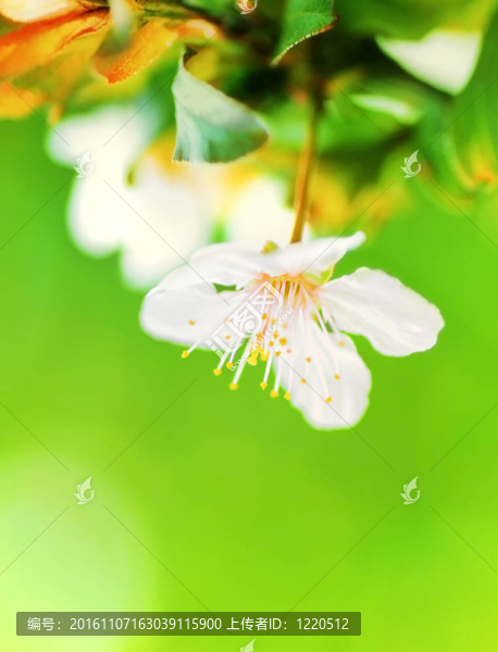 杏仁樹開花
