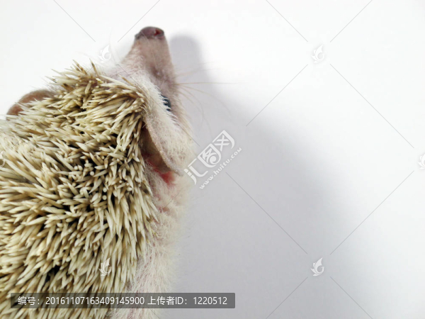 冒充小非洲刺猬