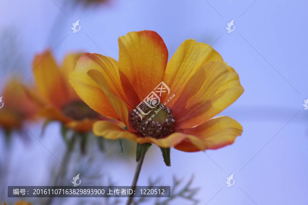 橙花