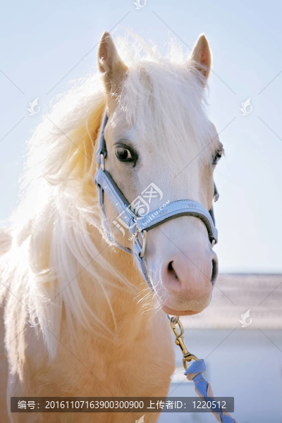 小馬