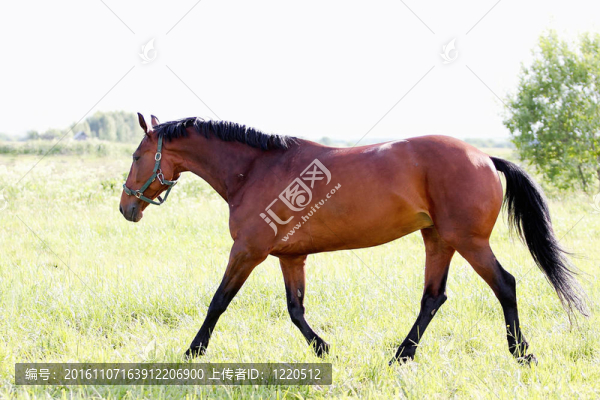 馬