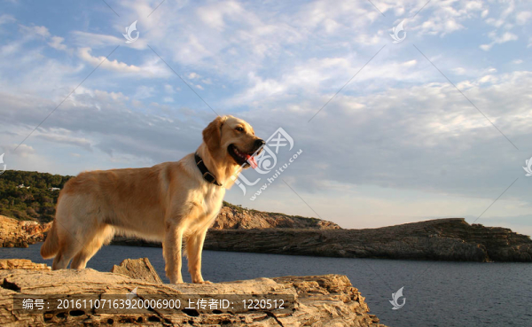 看海的狗