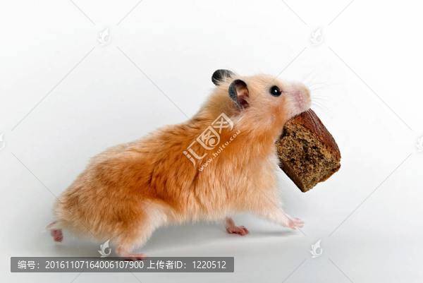 倉鼠
