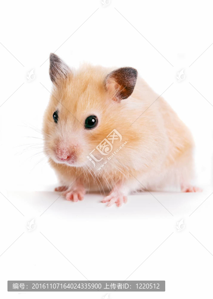 倉鼠