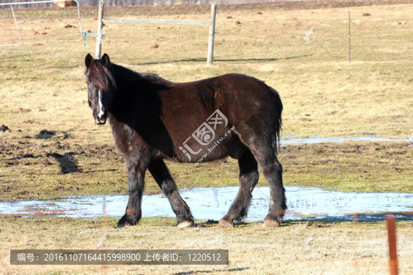 黑色的馬