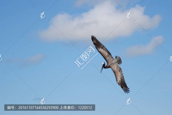 鵜鶘飛翔在Antiguan的天空