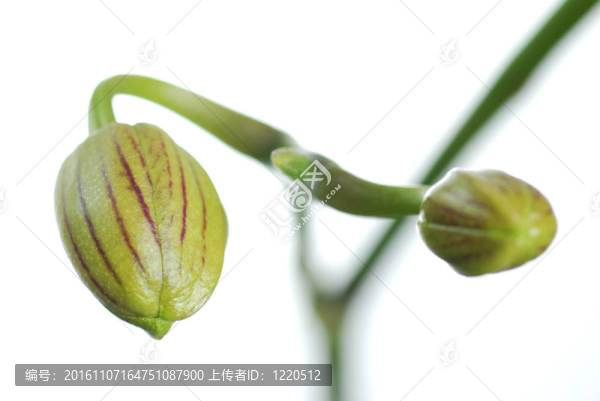 蘭花花的頭