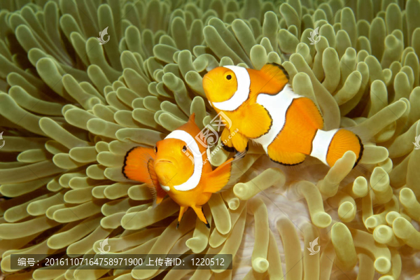 兩個小丑anemonefishes