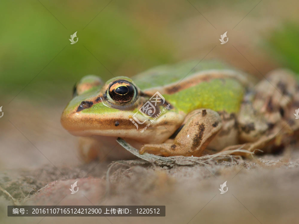 綠色的青蛙