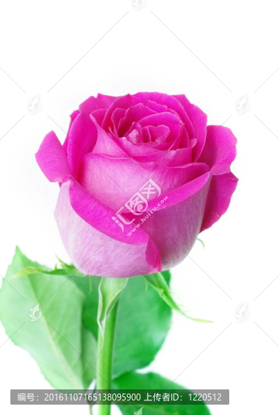 粉薔薇