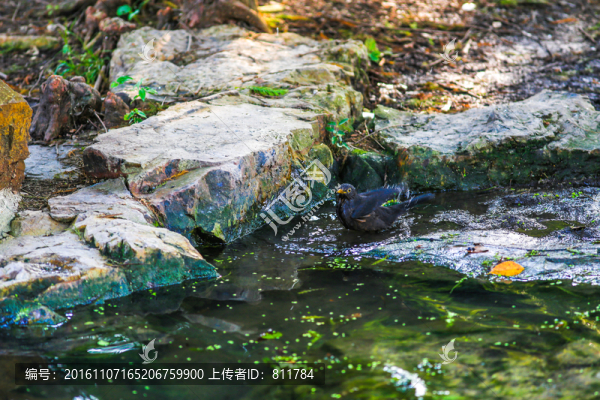 池塘鳥兒