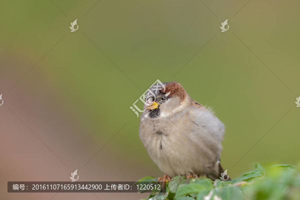 麻雀上的一只樹枝