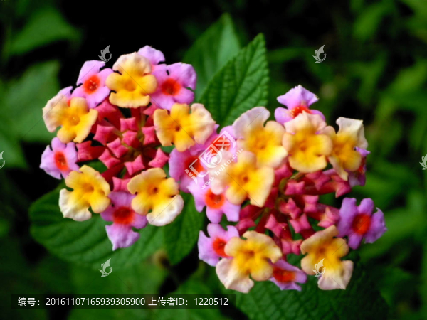 森林中的花叢