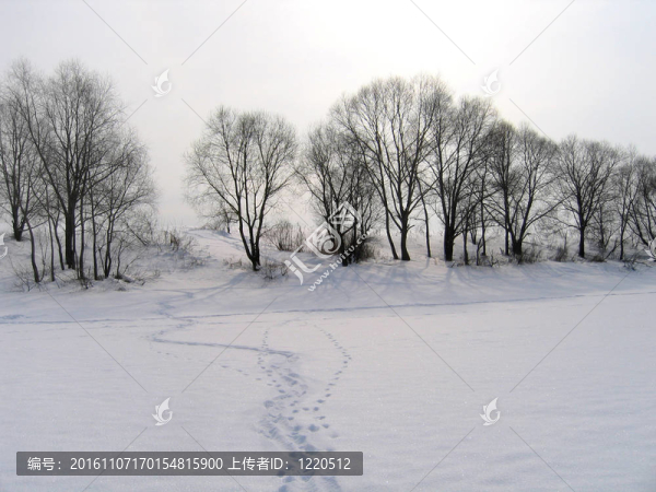 冬天有樹和雪上的痕跡