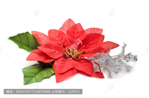 假一品紅銀枝