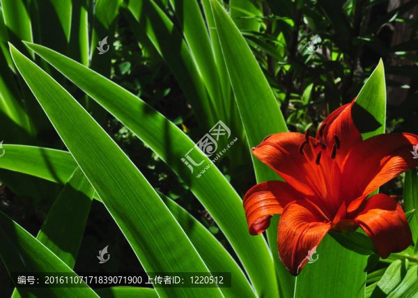朱頂紅