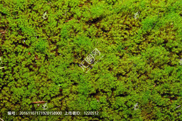 綠色的苔蘚