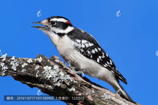 Male,Downy,Woodpecker（Picoides毛竹）