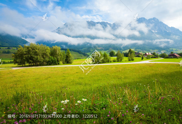 阿爾卑斯山草甸夏季景觀
