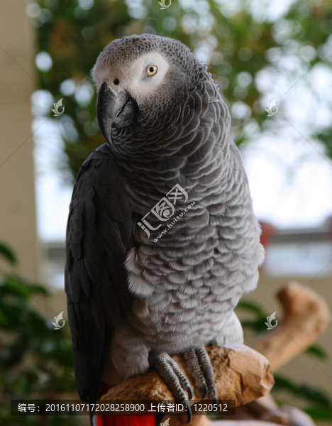 非洲灰鸚鵡；Psittacus,erithacus