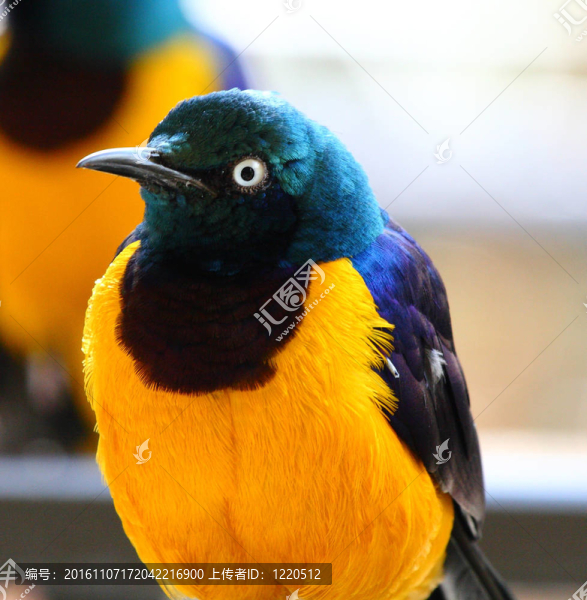 皇家金胸椋鳥八哥；來自非洲