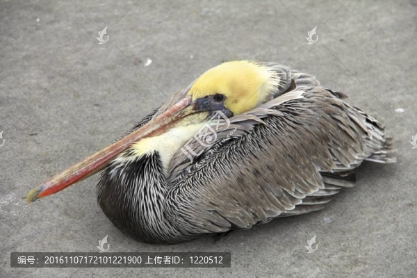 成年鵜鶘靠近坐下來