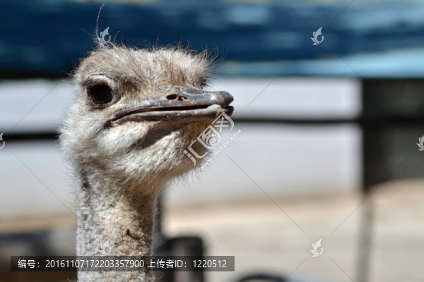 鴕鳥(niǎo)