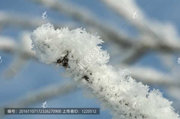 雪白的樹干