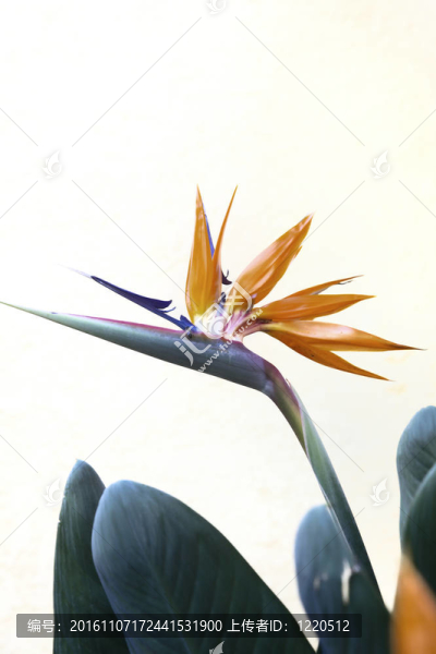 天堂鳥