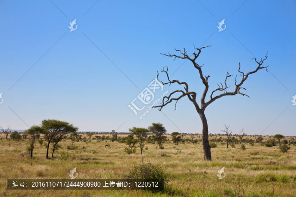 Savanna,bushveld在南非