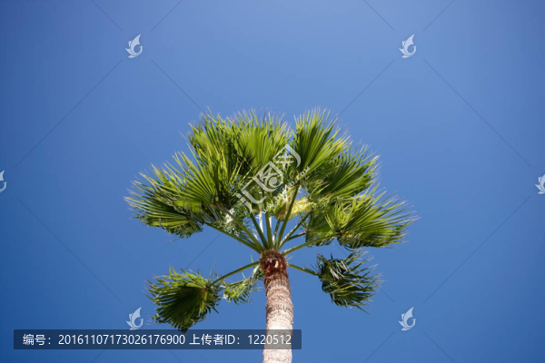 棕櫚樹(shù)